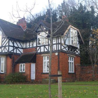 Ceremonial tree planted in local park to commemorate King’s coronation