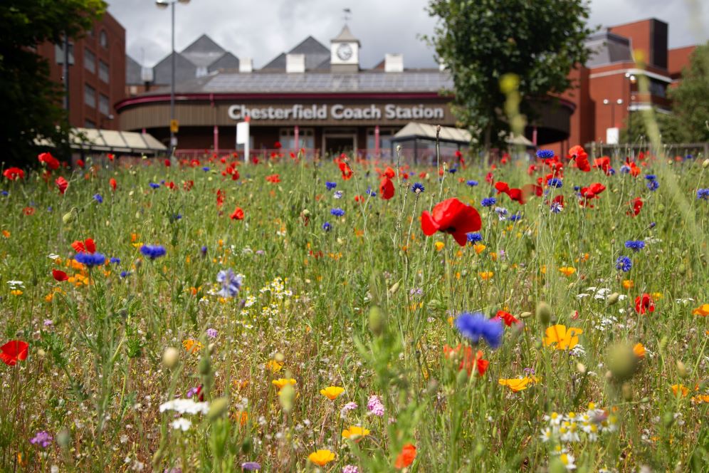 Wildflowers in Chesterfield