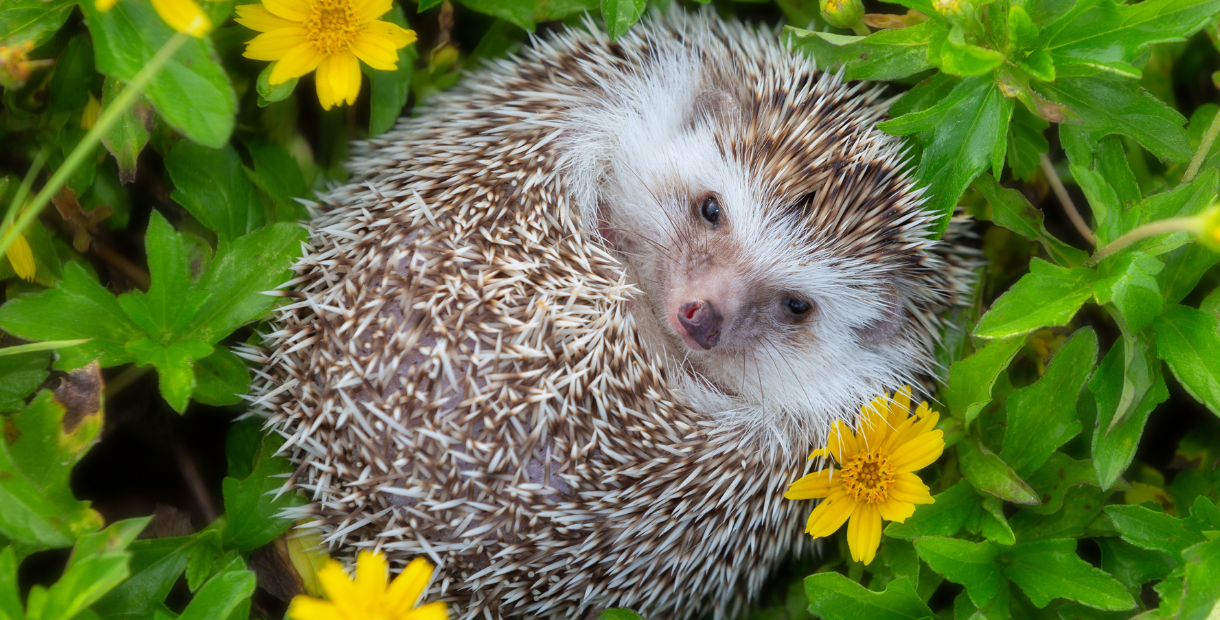 Cute hedgehog sitting in green vegetation with yellow flowers whilst looking straight ahead